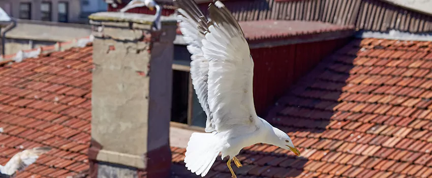 Residential Chimney Animal Removal Solution in Anoka, MN
