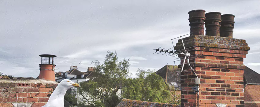 Chimney Cleaning And Restoration in Anoka, Minnesota